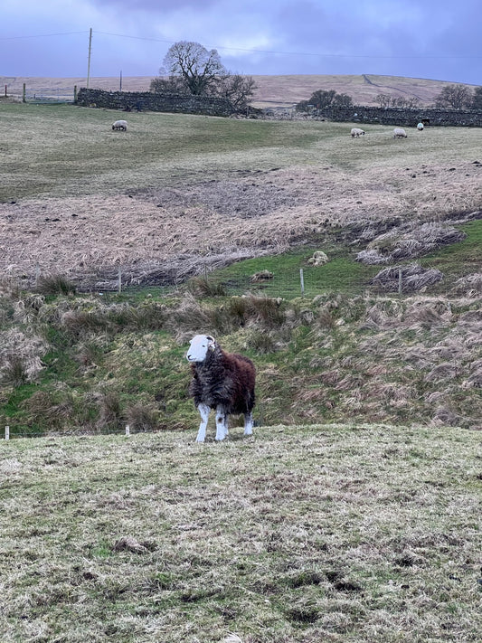Starting a Flock || Buying Sheep For The First Time In The UK; What You Need To Know