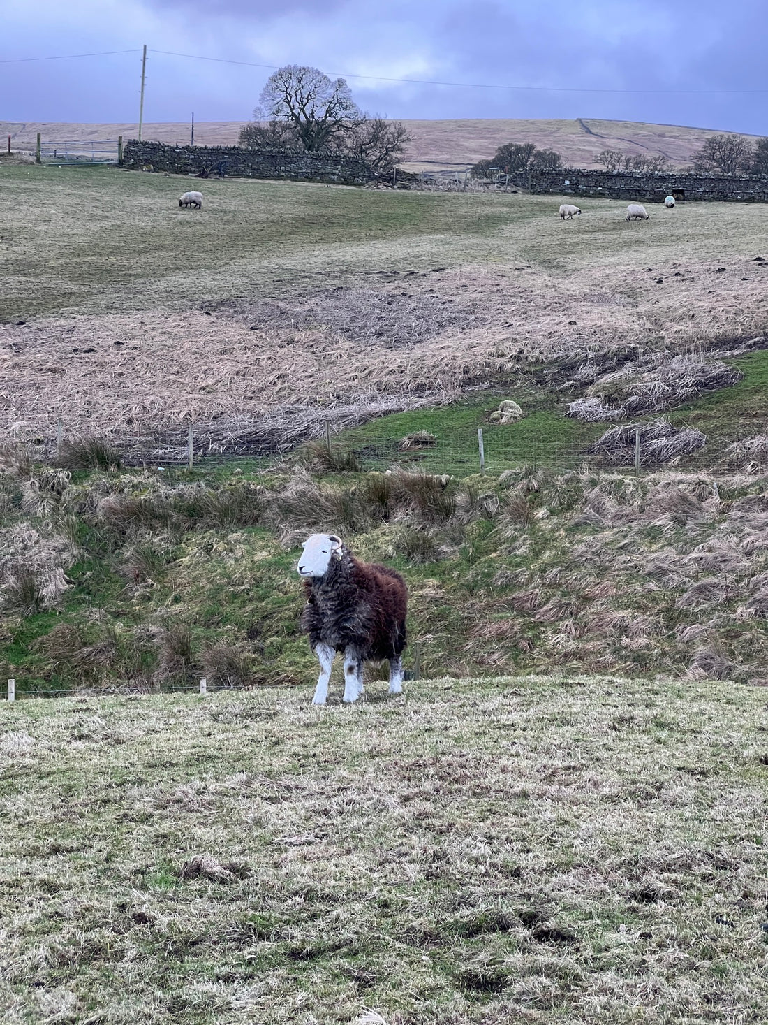 Starting a Flock || Buying Sheep For The First Time In The UK; What You Need To Know